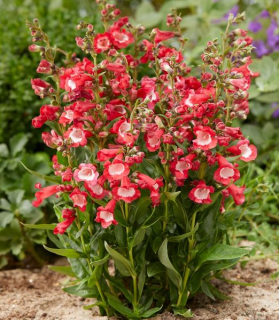 Penstemon hartwegii 'Picotee Red'